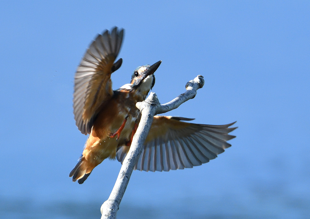 止まり木　９/６❹