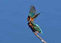 給餌　３/２３❹