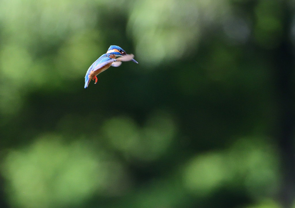 ホバリング　６/１８❽