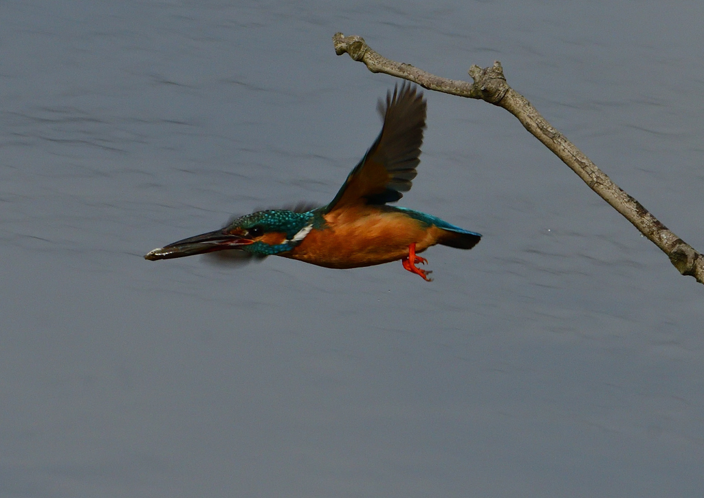 魚を・・・・・・　５/１５❹