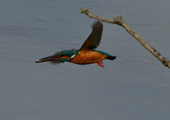 魚を・・・・・・　５/１５❹