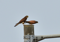 チョウゲンボウ　６/７❶