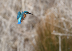 オスがホバる❶