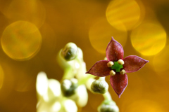 青木の花　３/１８❷