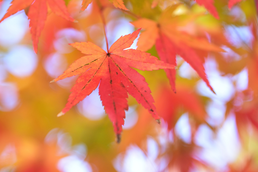 永保寺の紅葉　１２/１❷