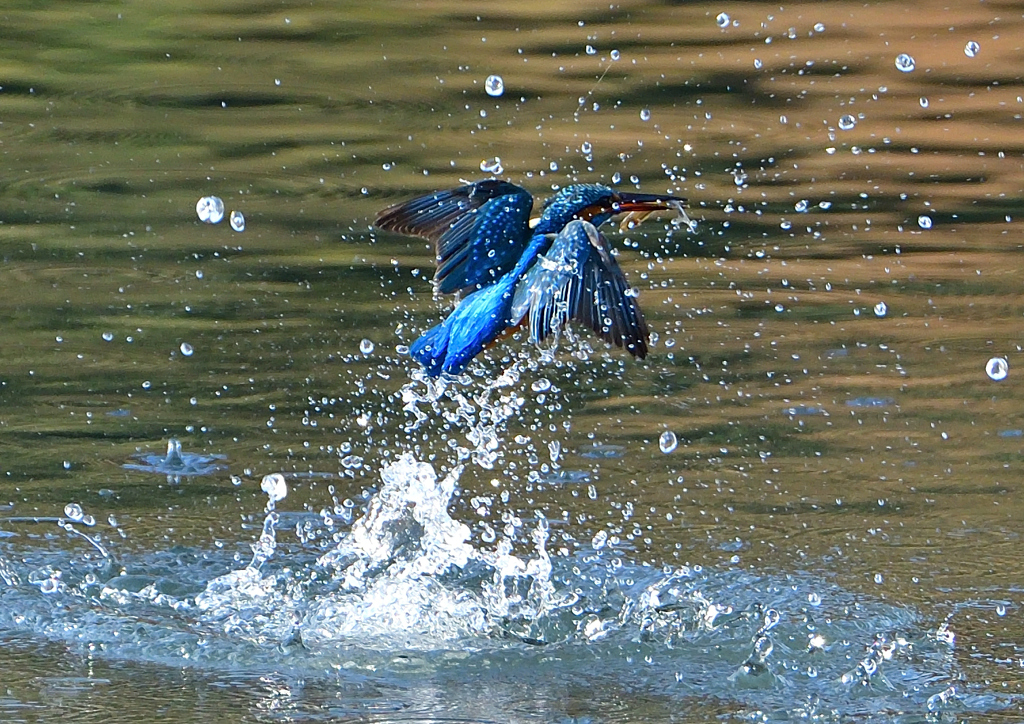 いつもの公園で　１２/８❶