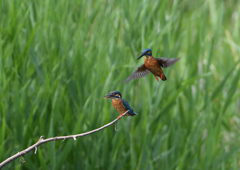 カワセミの交尾　５/２６❶
