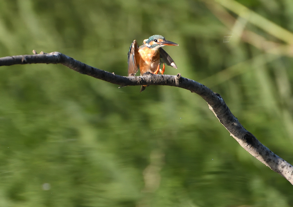 止まり木　９/６❷