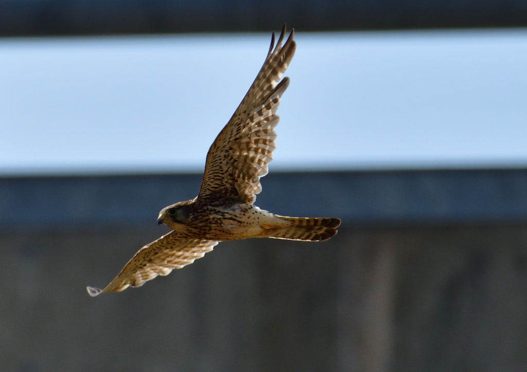 チョウゲンボウ　６/７❻