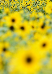 ヒマワリ　７/２７②