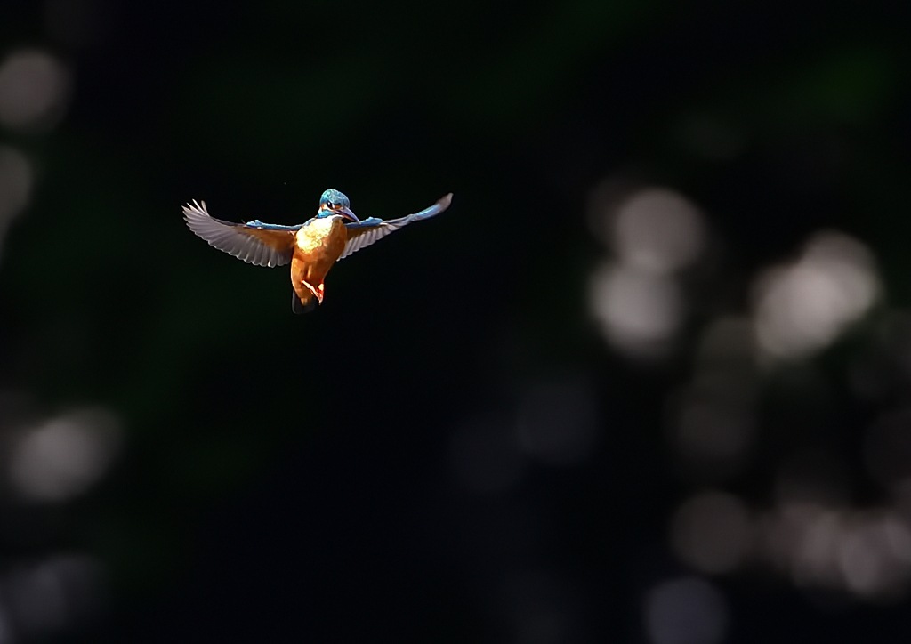 ホバ　５/１７❶