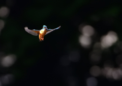 ホバ　５/１７❶