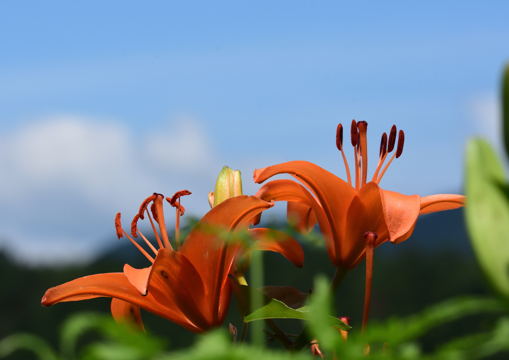 ゆり園　６/２０❶