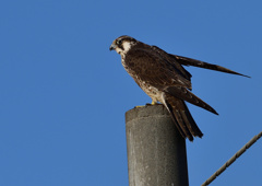 ハヤブサ　１/１３❸