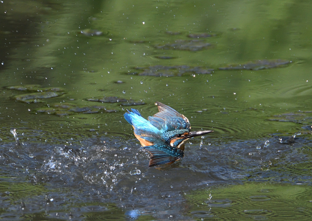 水浴び　９/３❷