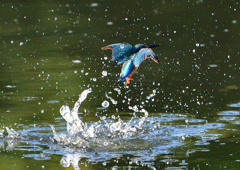 いつもの公園で　８/１７⑥