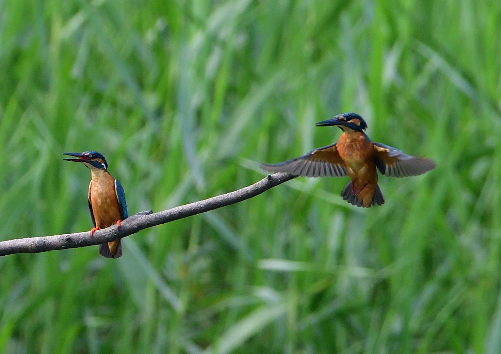 いつもの公園　７/２１⑧