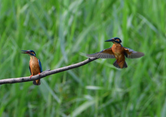 いつもの公園　７/２１⑧