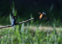2羽のカワセミ　８/７❺
