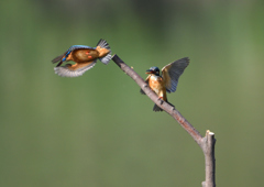 オスとメス　６/６❶