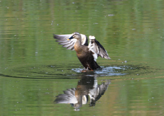 カルガモ　５/１３❶