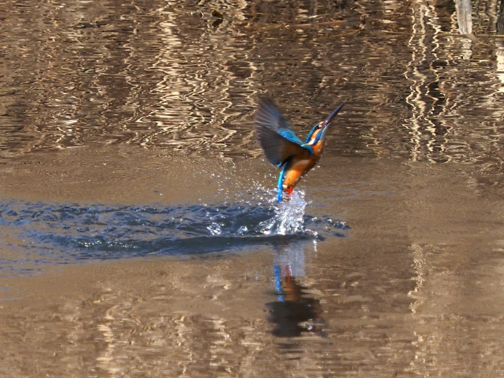 カワセミ　２/２７❶