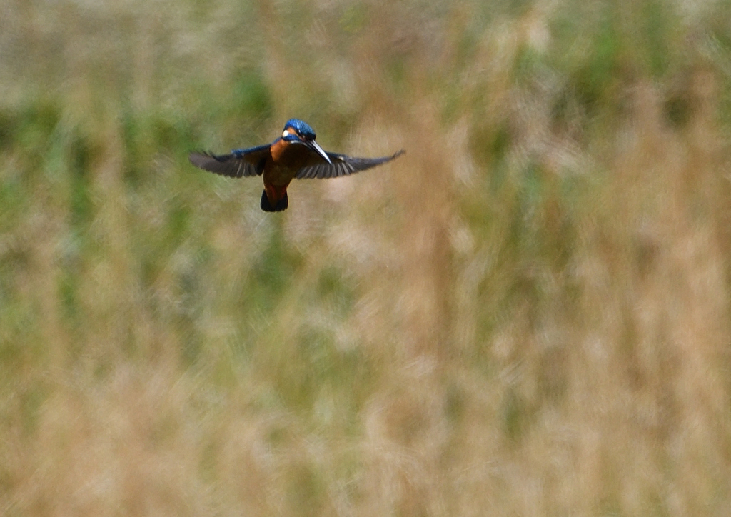 ホバ　４/２０❹