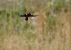 ホバ　４/２０❹