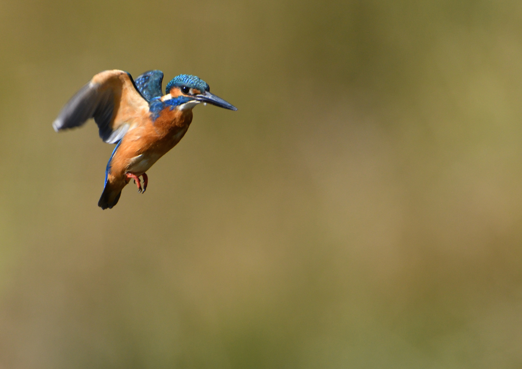 ホバリング　１１/８❹