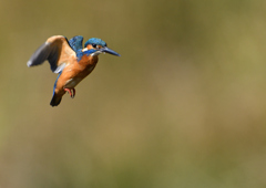 ホバリング　１１/８❹