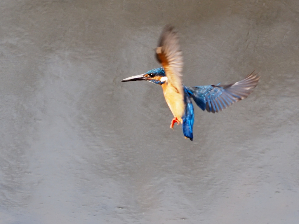 いつもの公園　３/１１❶