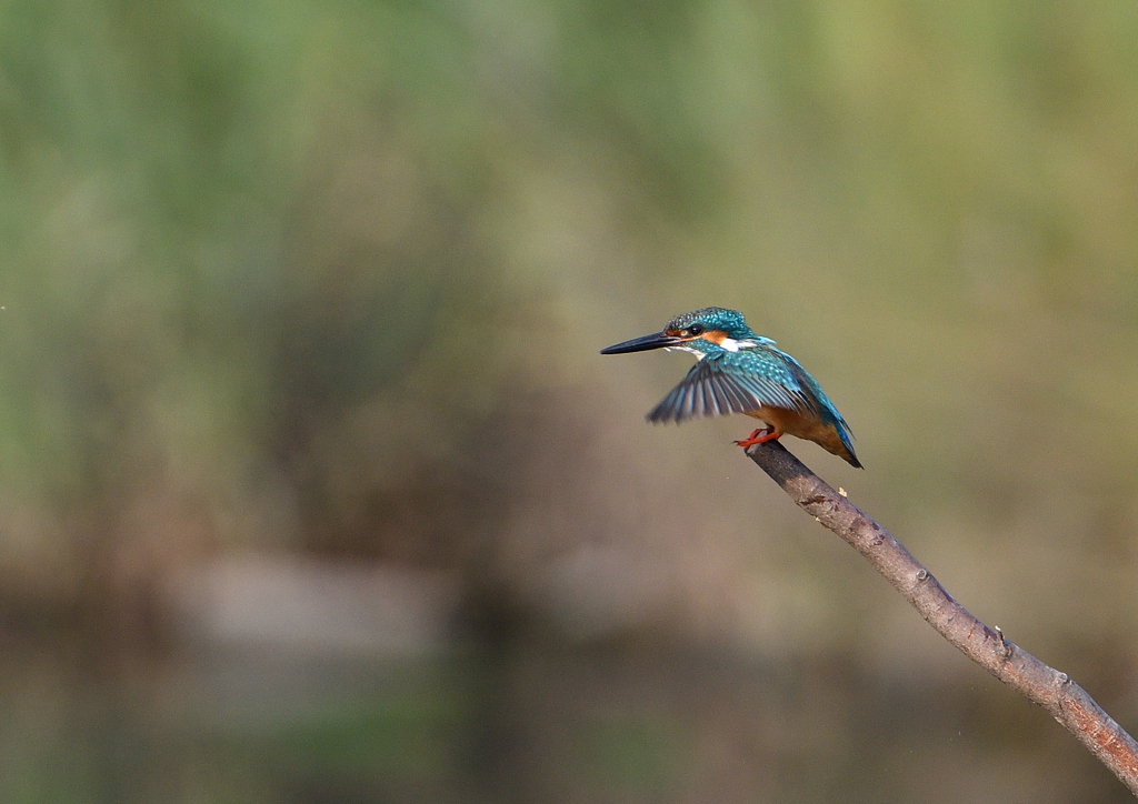 止まり木　６/２０