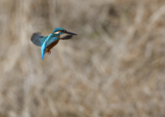 オスがホバる❹