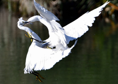 コサギ・死のバトル　１１/１０❷