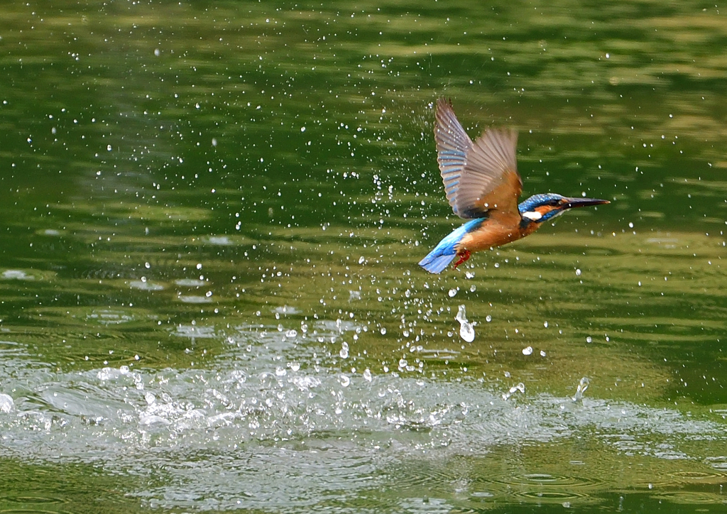 いつもの公園　５/２５⓫
