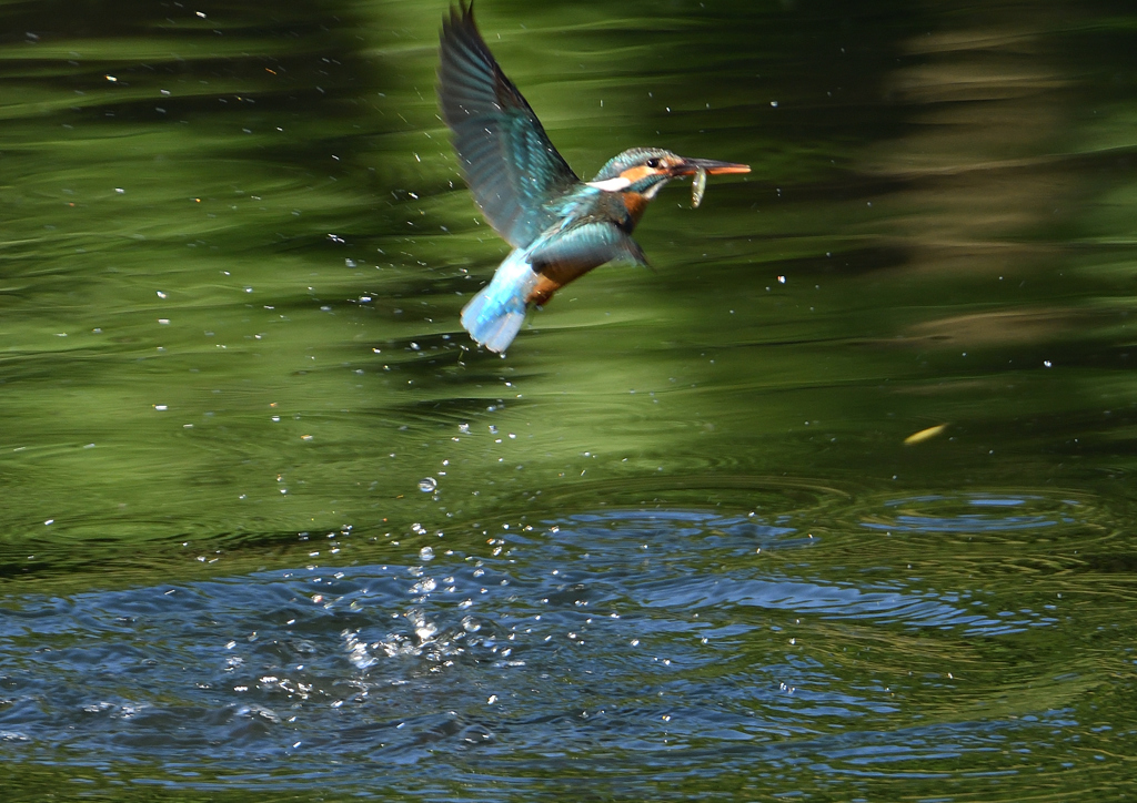 ダイブ　５/３０❷