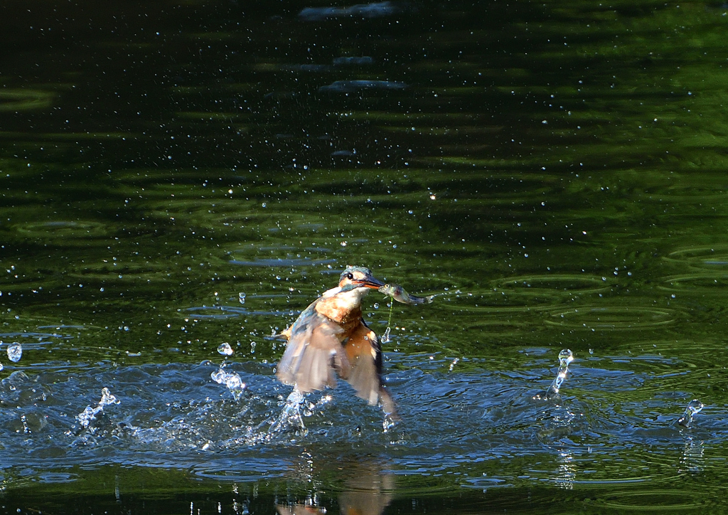 飛沫　８/２６❸
