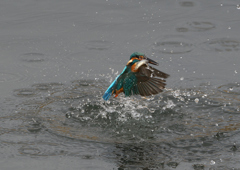 大きな魚を・・・・❹
