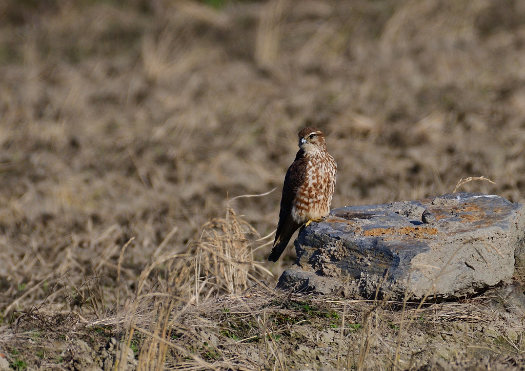 メスのコチョウゲンボウ　２/２５❶