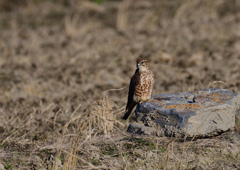 メスのコチョウゲンボウ　２/２５❶