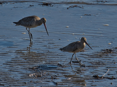 アオアシシギ　９/１０