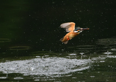 ダイブ　６/２❹