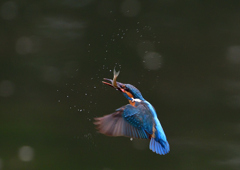 いつもの公園　５/２６❻