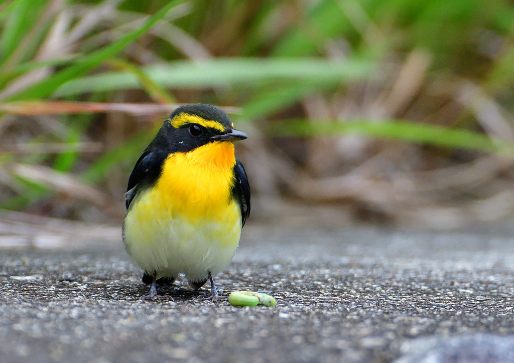 キビタキ　１０/１