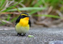 キビタキ　１０/１