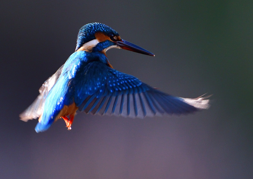 いつもの公園で　ホバ・ホバ・ホバ　１２/５❹
