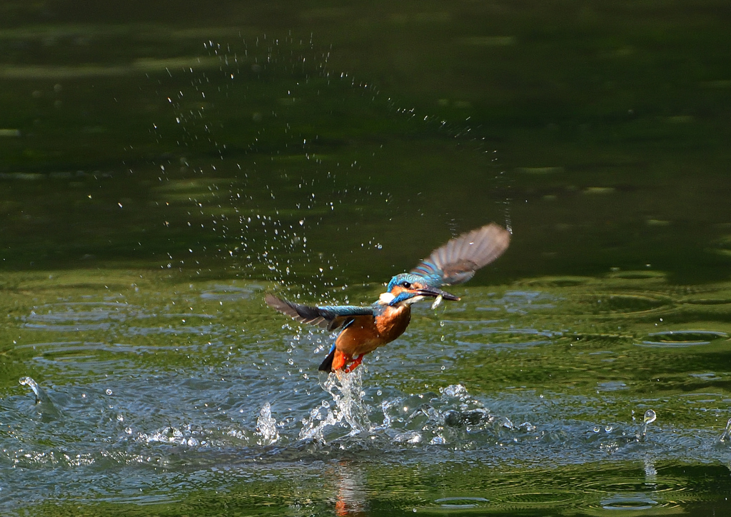 ダイブ　６/６❶