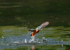 ダイブ　６/６❶