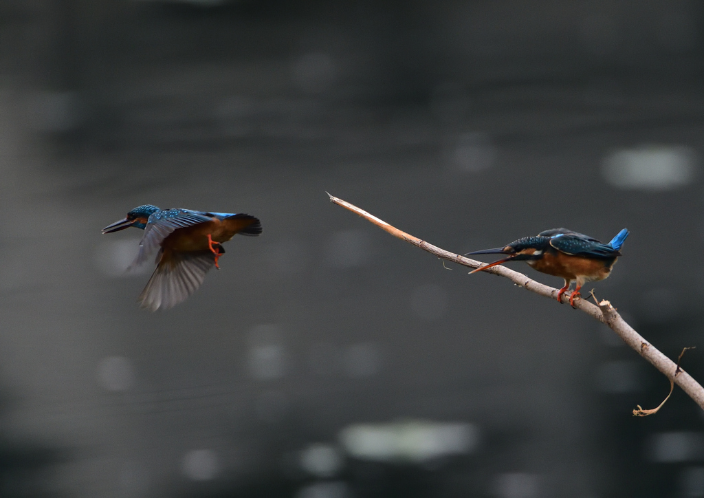 2羽のカワセミ④