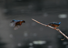 2羽のカワセミ④